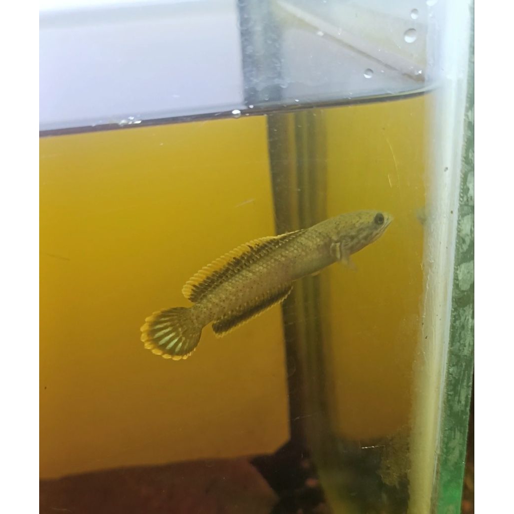 STIKER CHANNA LIMBATA WC PROGRESAN SINGLE TANK SIZE 6-10 CM