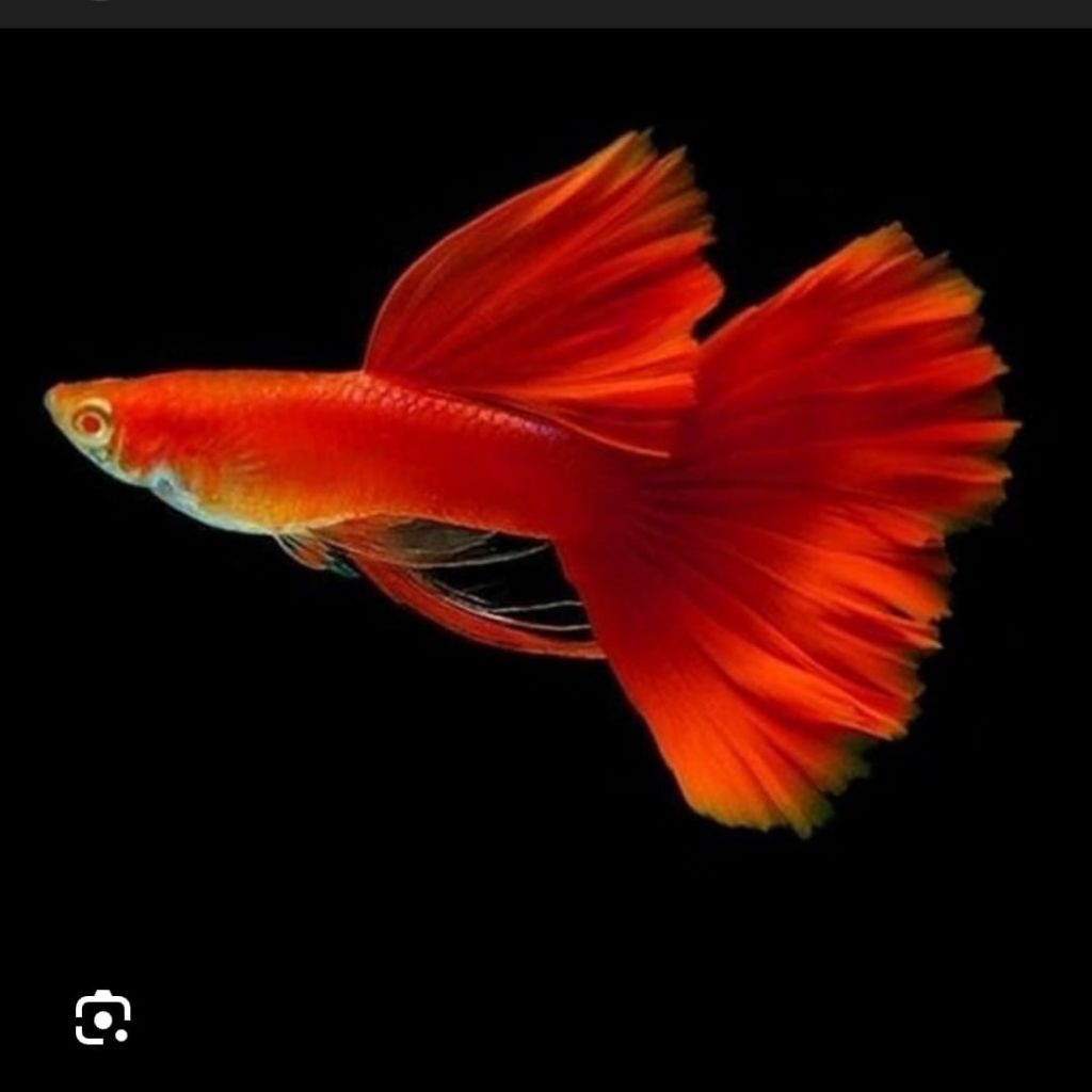 IKAN GUPPY AFR