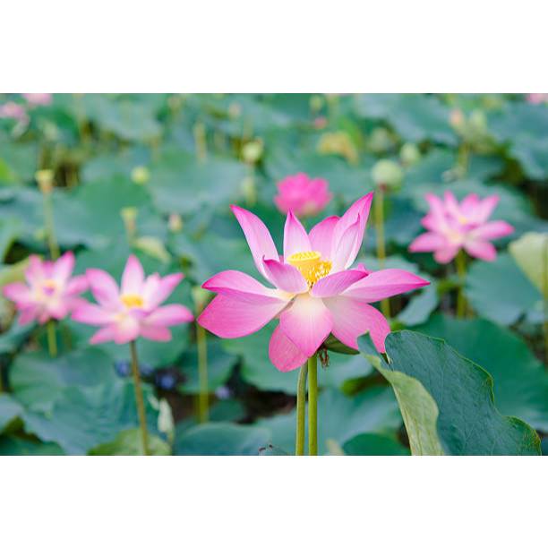 BIJI BERKUALITAS - BENIH BUNGA TERATAI