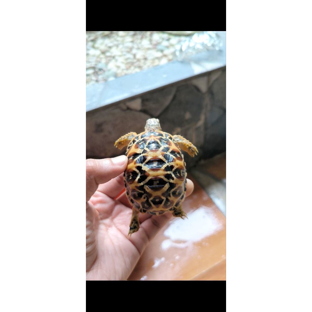 indian star 7-8cm best quality