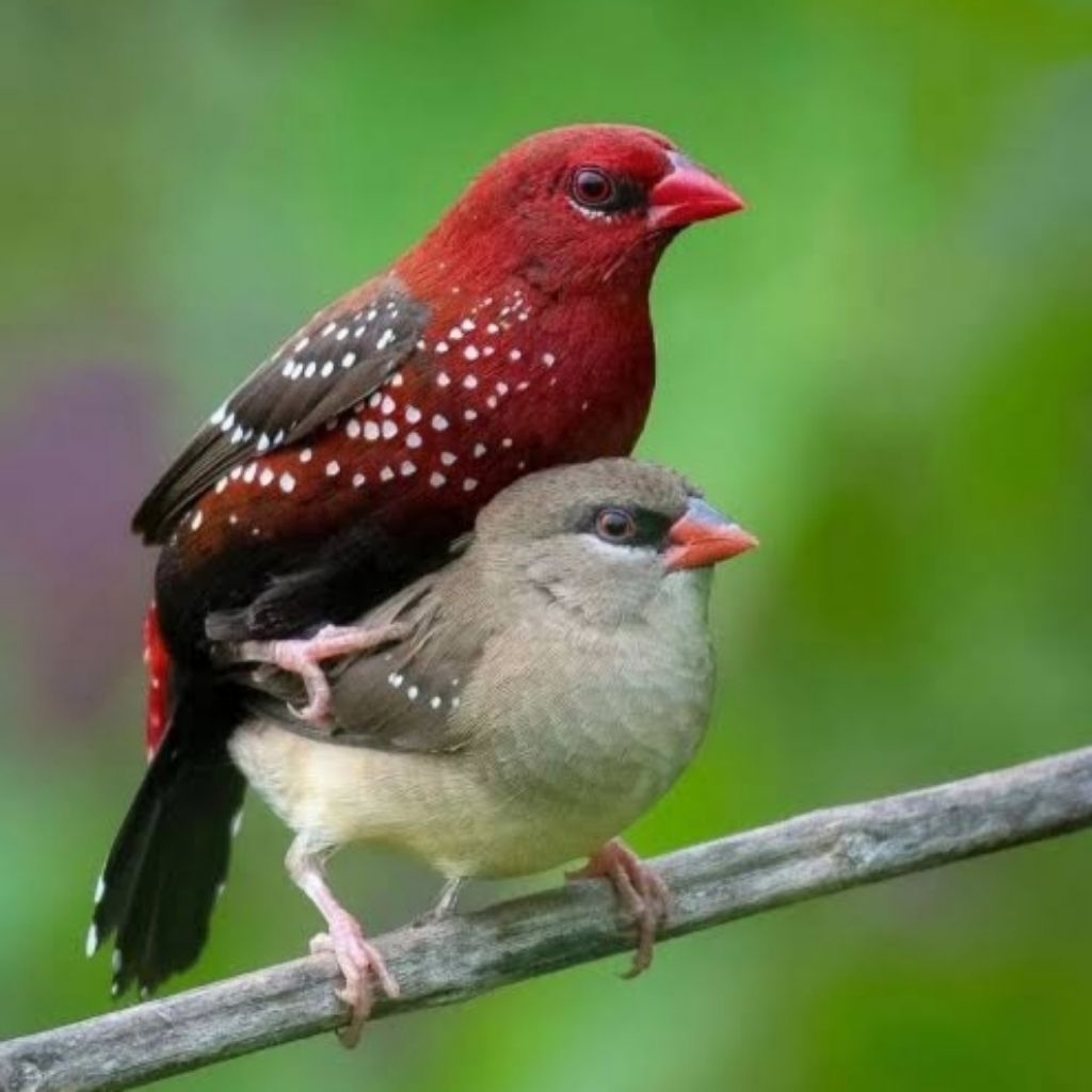 STRAWBERRY FINCH SEPASANG