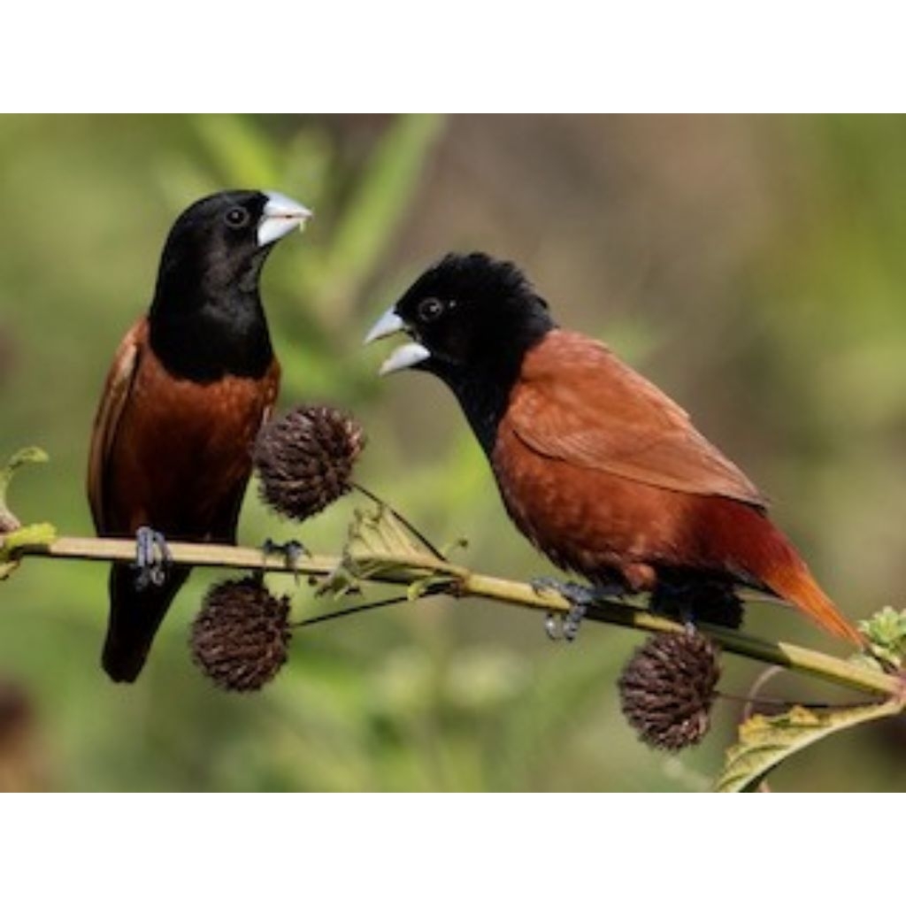 FINCH BHM, FINCH KEPALA HITAM