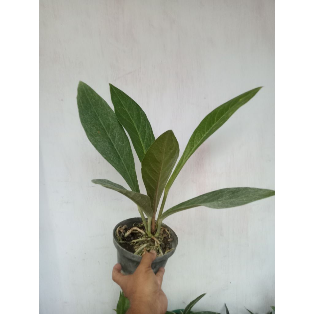 Anthurium Jemani tornado (ORI biji)
