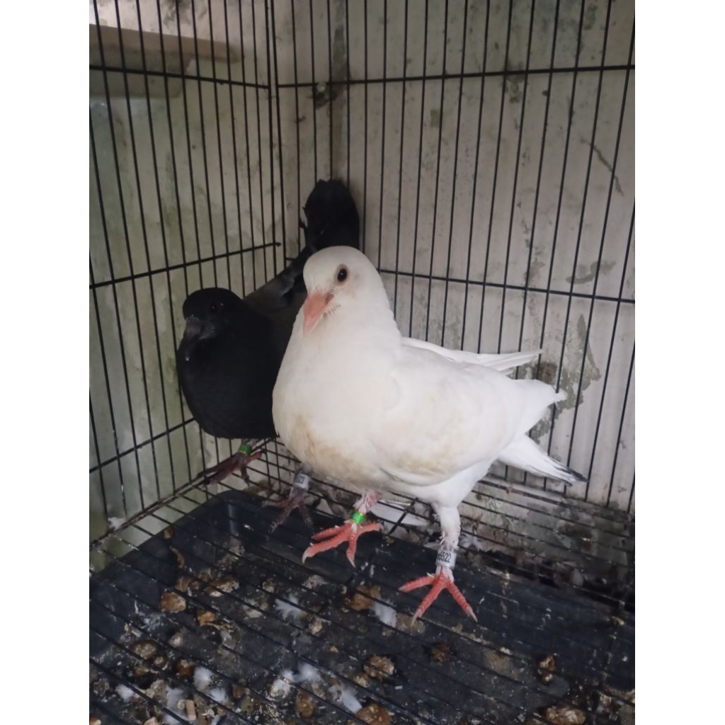 Merpati Pos Piyik Ring POMSI ID 2025