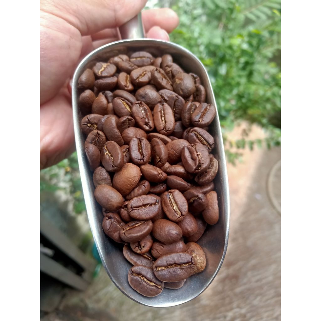 Kopi Sruput Arabika Lampung barat