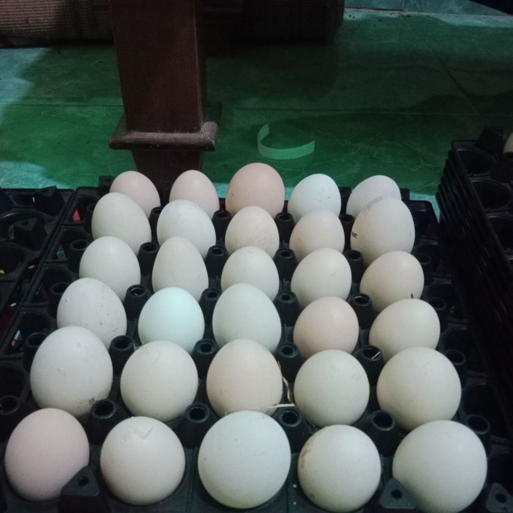 telur ayam kuntara 4 fres