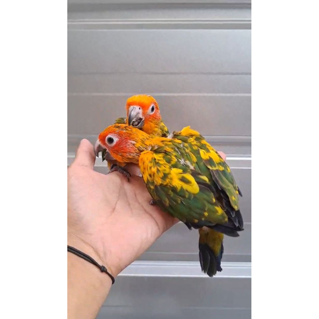 Sunconure Semi High Yellow