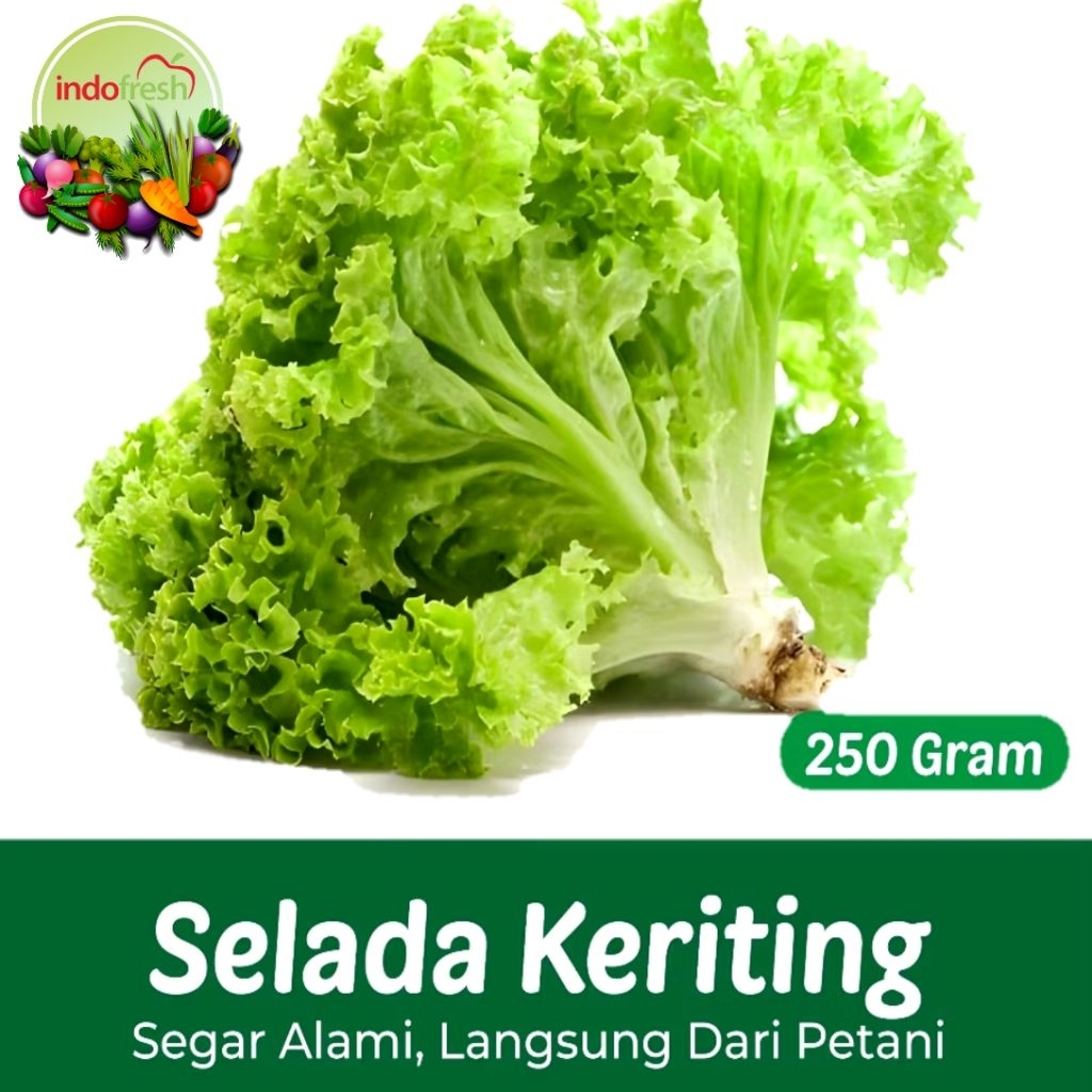 Selada Keriting 250gr / Sayuran Segar / Sayuran Organik / Chinese food / Salad