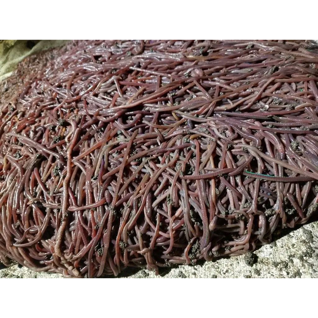 Cacing Tanah (ANC) Super Premium++ 500 gram Bersih Untuk Pakan Ikan Channa