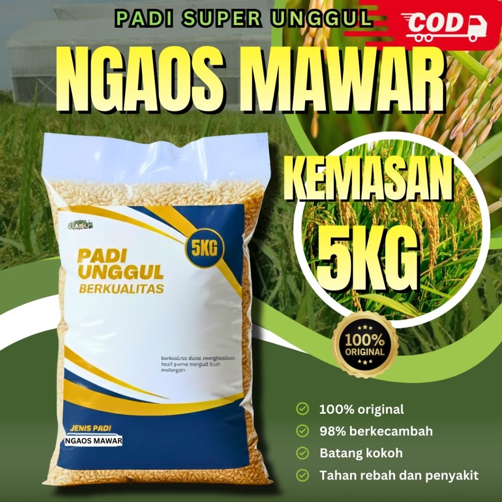 benih padi ngaos mawar 5kg