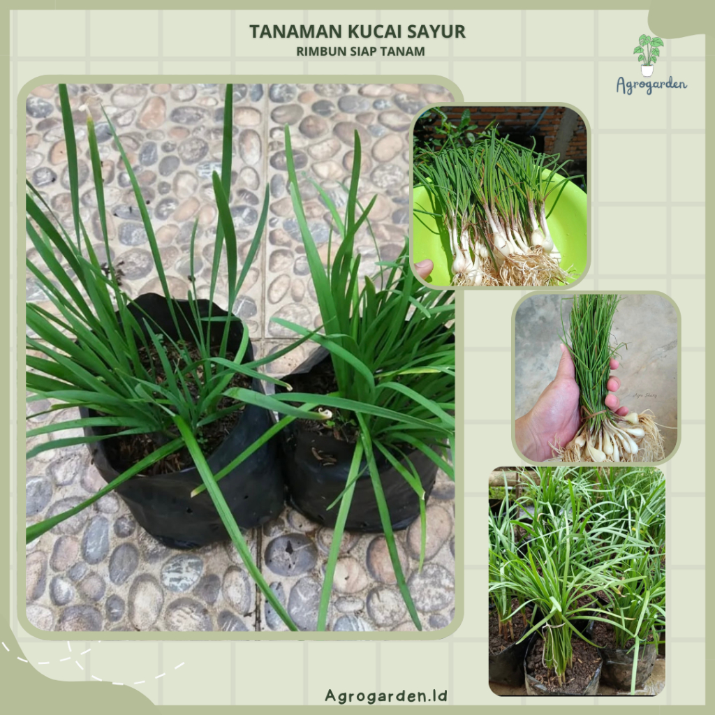 Tanaman Kucai Sayur - Bibit Kucai Sayur Siap Tanam Sudah Berakar - Bibit Kucai Siap Panen