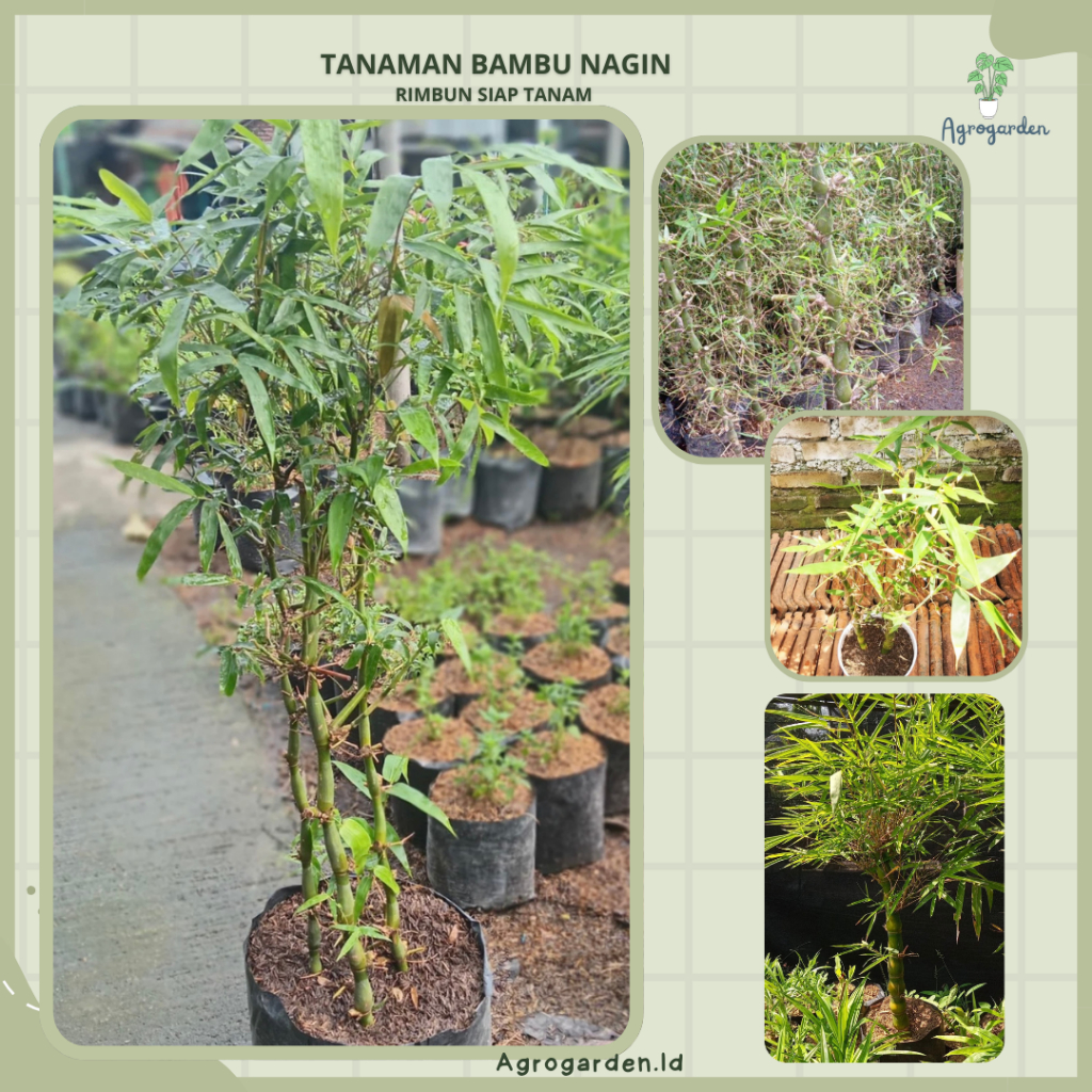 Tanaman Hias Bambu Nagin - bambu nagin - Tanaman Hias Bambu Nagin - Tanaman Pohon Bambu Hias