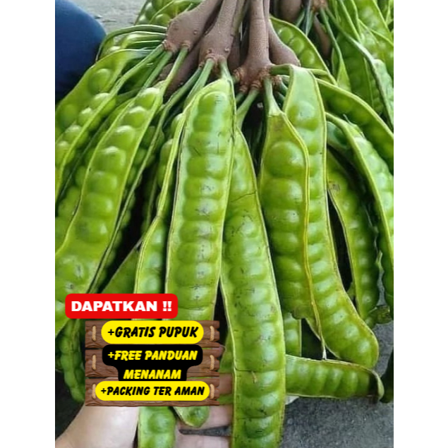 Bibit/Pohon Pete/Petai Super Jumbo
