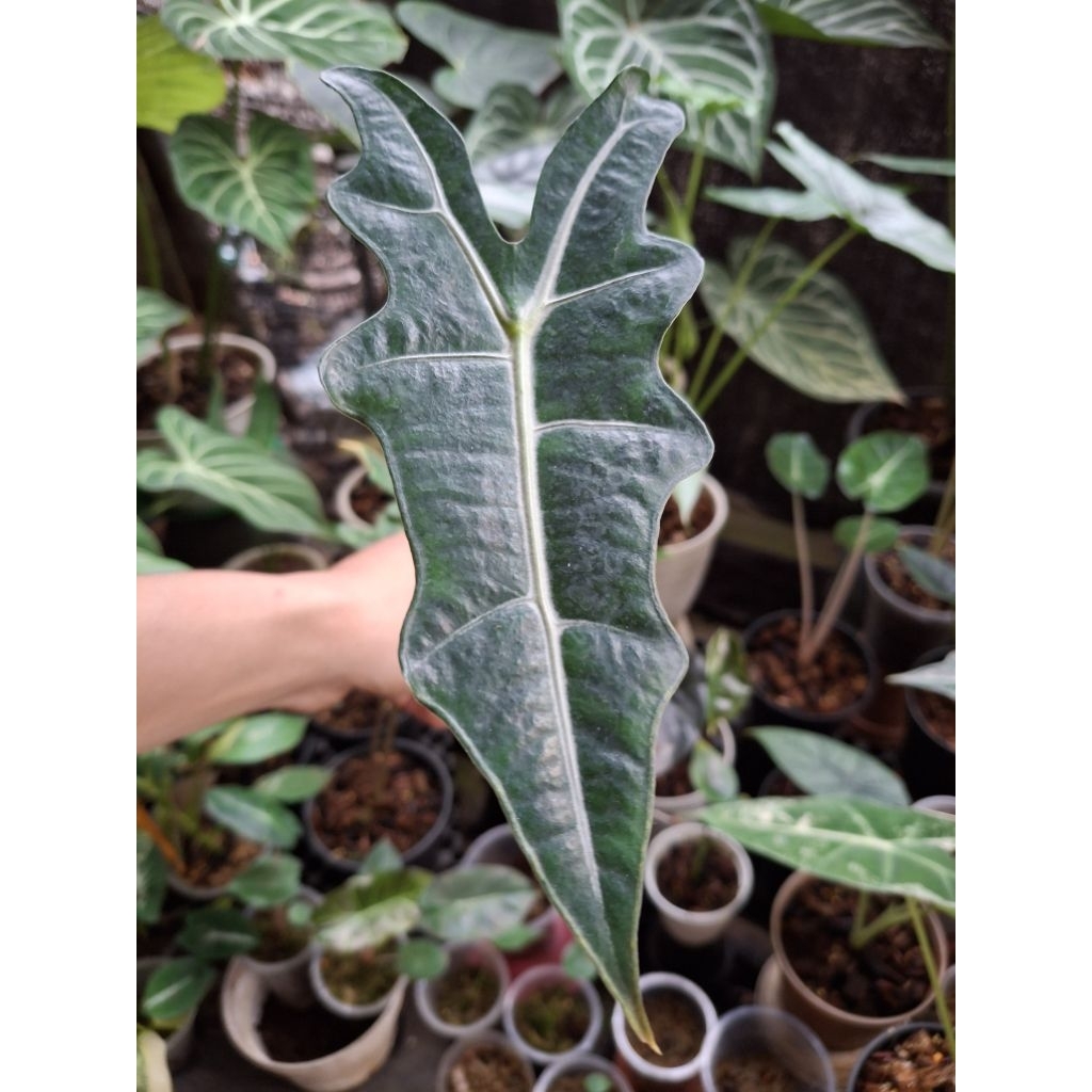 alocasia nobilis philipine