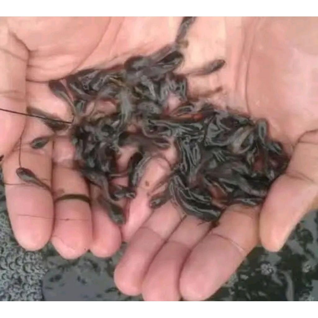 Bibit ikan lele ukuran 1-2cm paketan isi 200