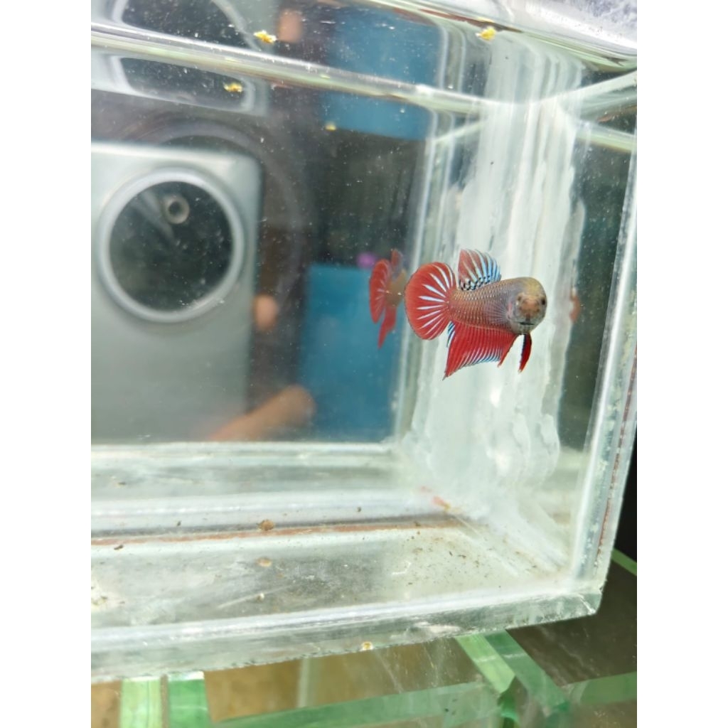 Wild Betta Splendens Red sepasang