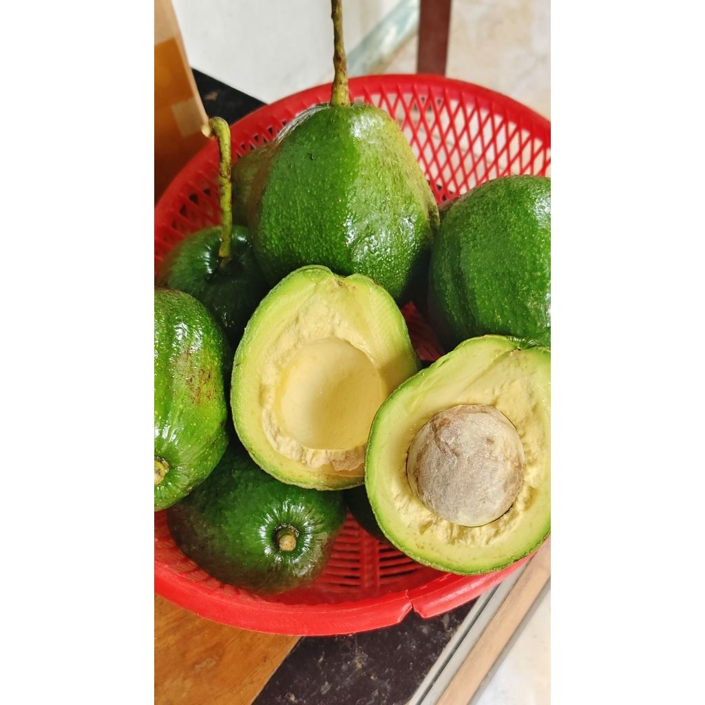 1 kg buah alpukat kendil markus hawai lereng muria