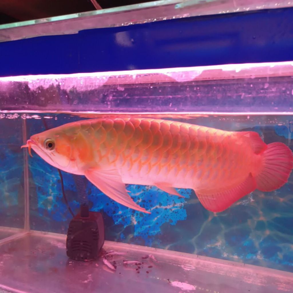 ARWANA SUPER RED LENGKAP SERTIFIKAT UKURAN -+50CM REAL PICTURE