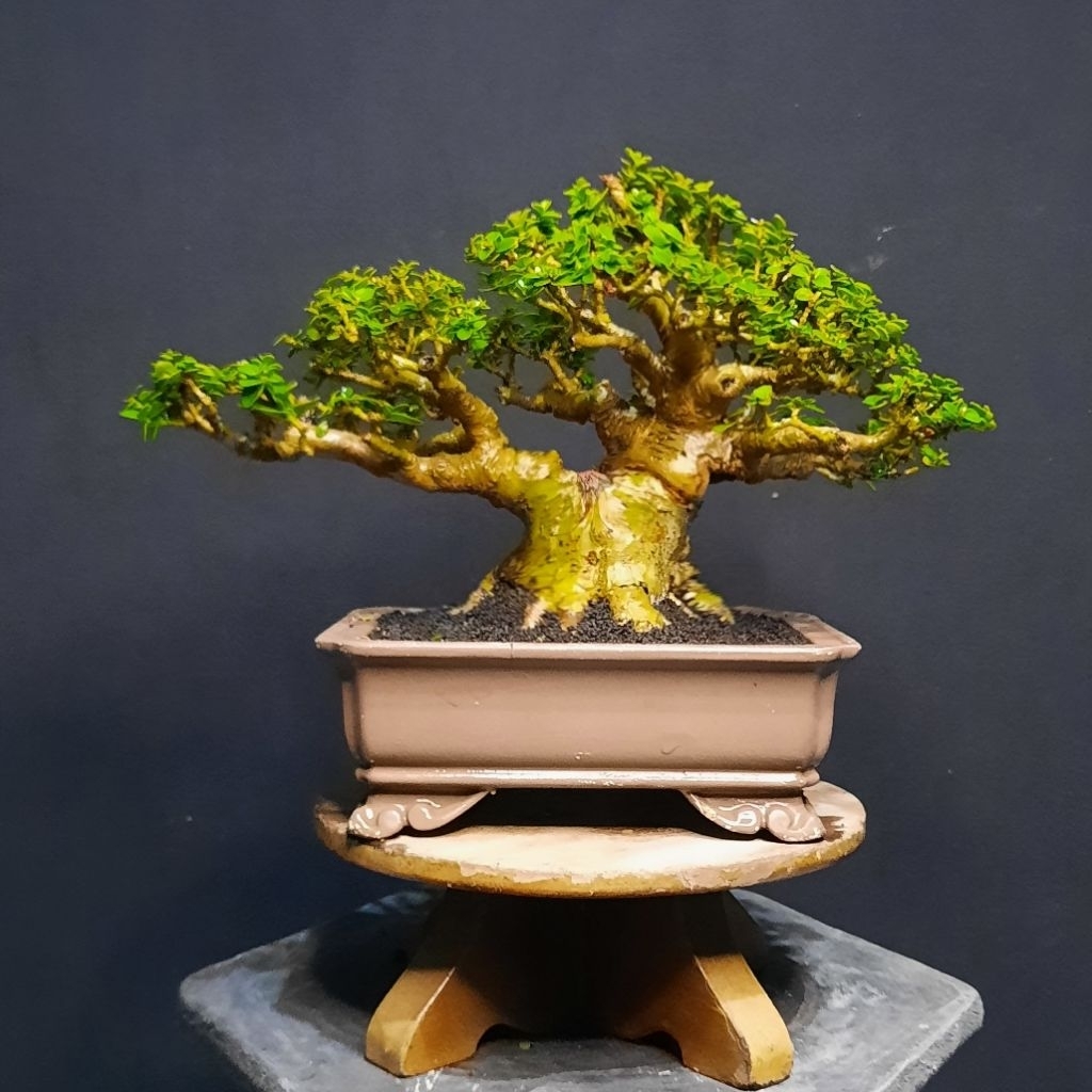 bonsai mame sancang fullset siap pajang