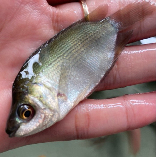 BIBIT IKAN TEMBAKANG SEHAT BERKWALITAS SIZE SILET DAN KOREK