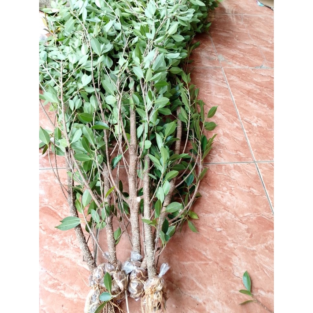 kimeng ukuran jempol  paket isi 10