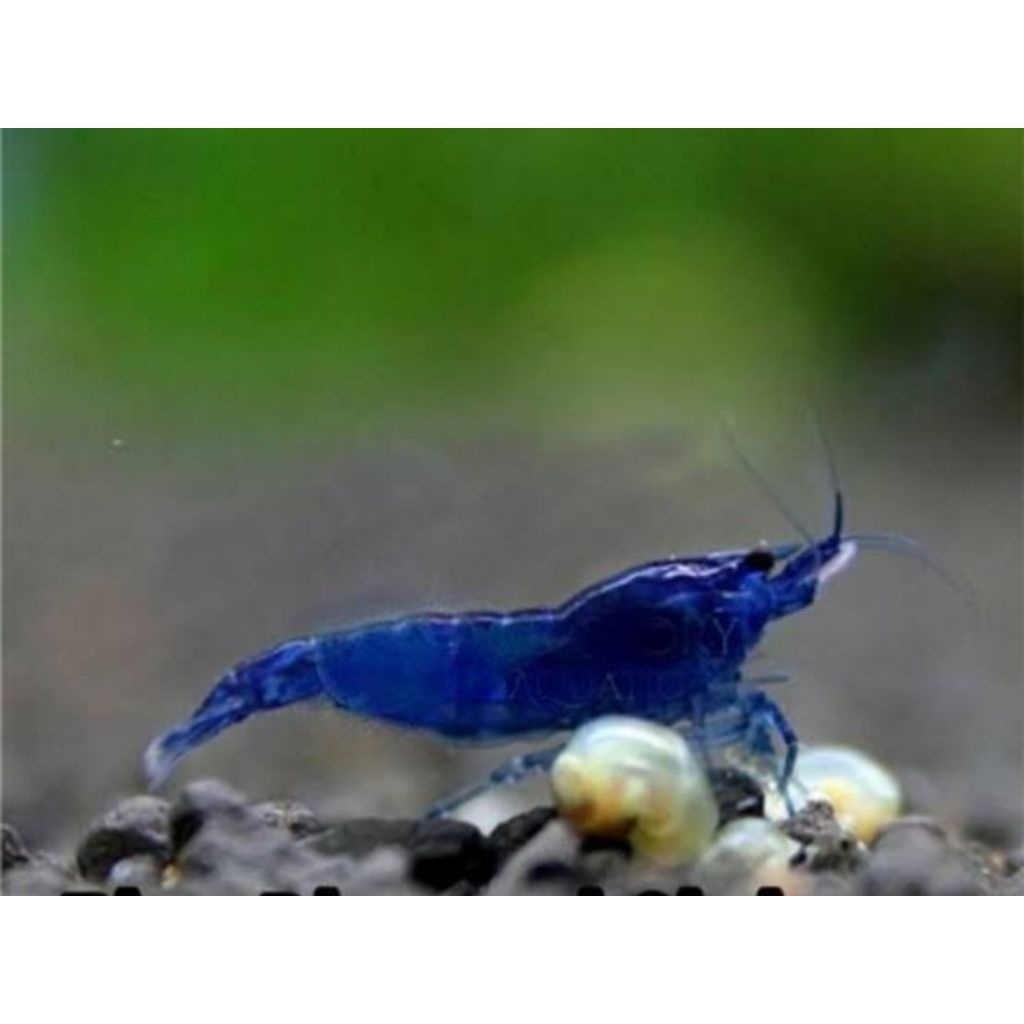 Udang Hias – blue diamond – Udang Aquascape – Udang Hias Murah – Udang Pembersih Lumut