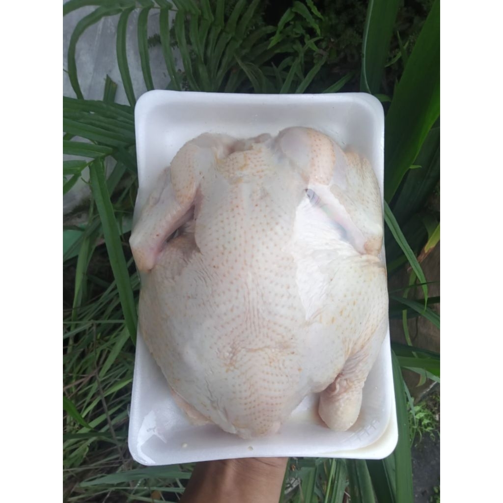 Ayam Utuh Karkas 1KG