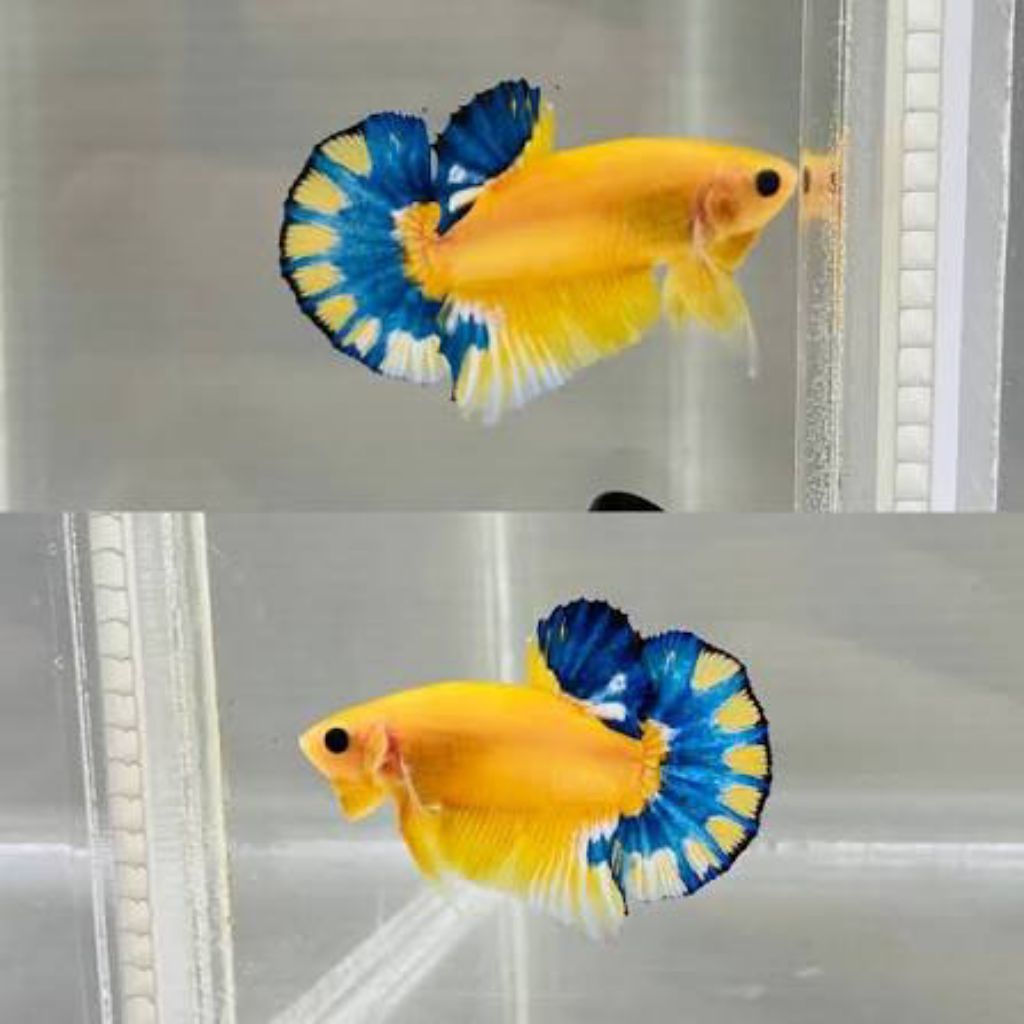 hellboy yellow grade pilihan