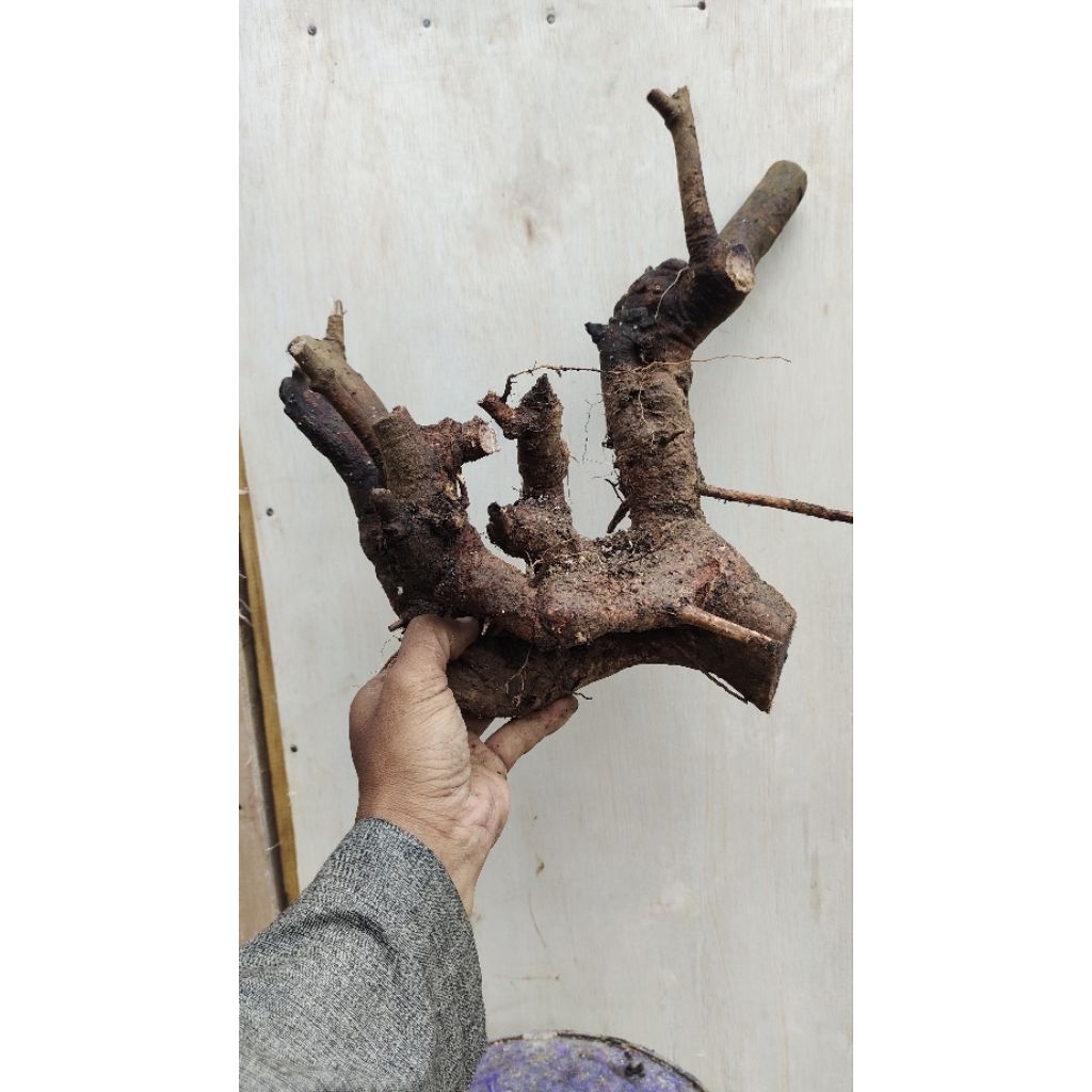 bahan bonsai Juwet Jamblang Hitam realpic sesuai gambar