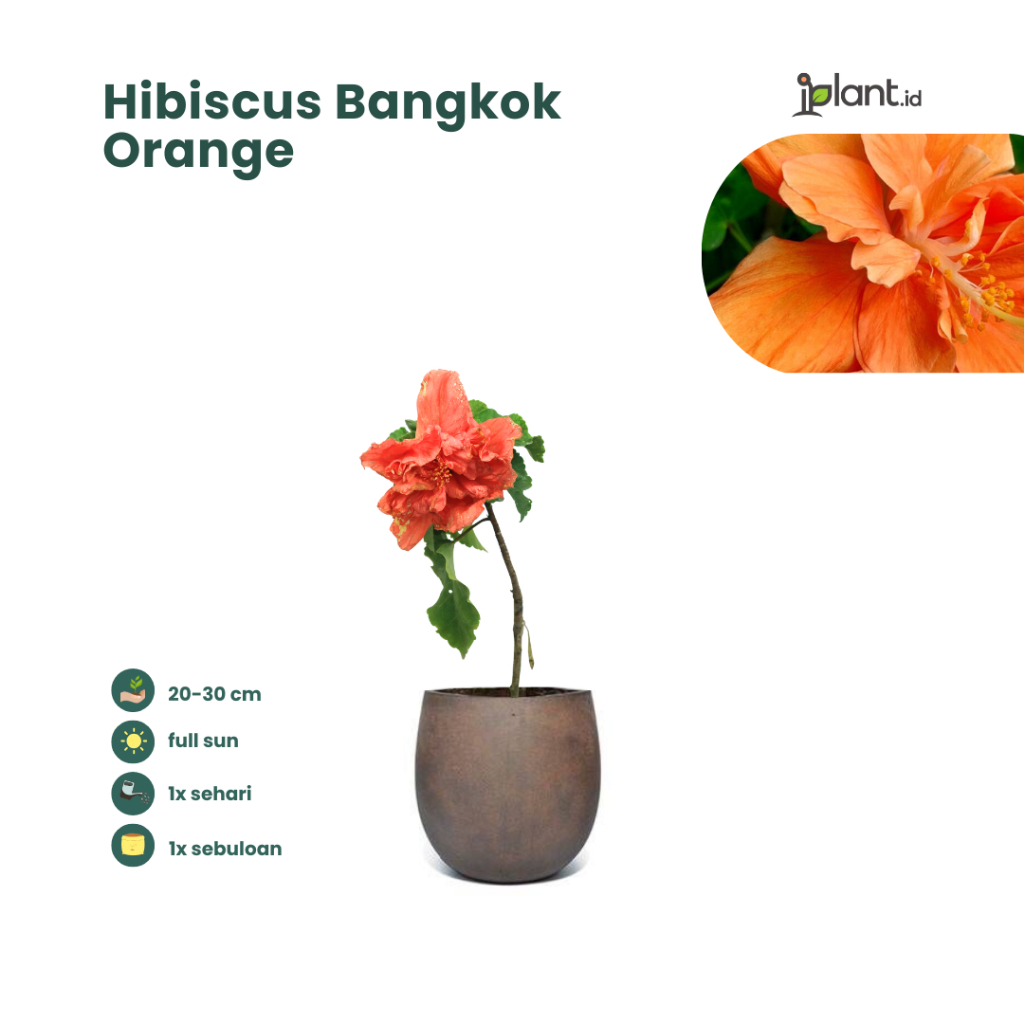 Hibiscus Bangkok Orange