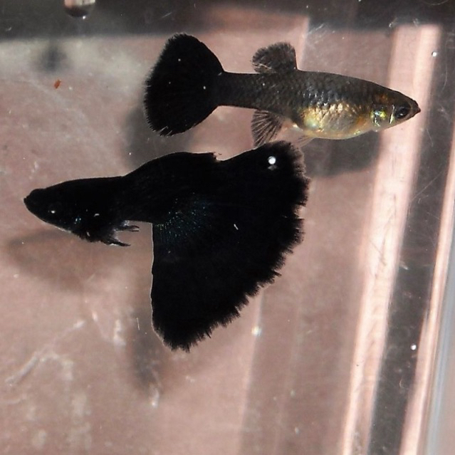 [Chan Aquatic] Ikan Hias Guppy Black Moscow Sepasang 1 Pair Jantan Betina