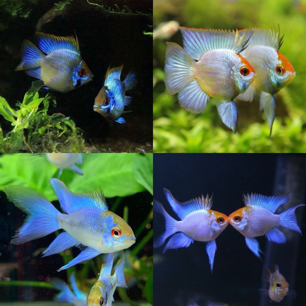 [Chan Aquatic] Ikan Hias Ramirezi Electric Blue