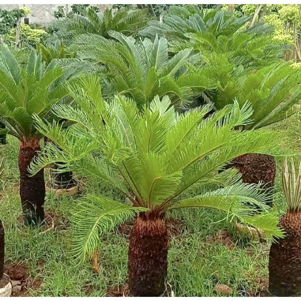 Tanaman Hias Palem Sikas - Pohon Palem Sikas Cocok Untuk Hiasan Taman