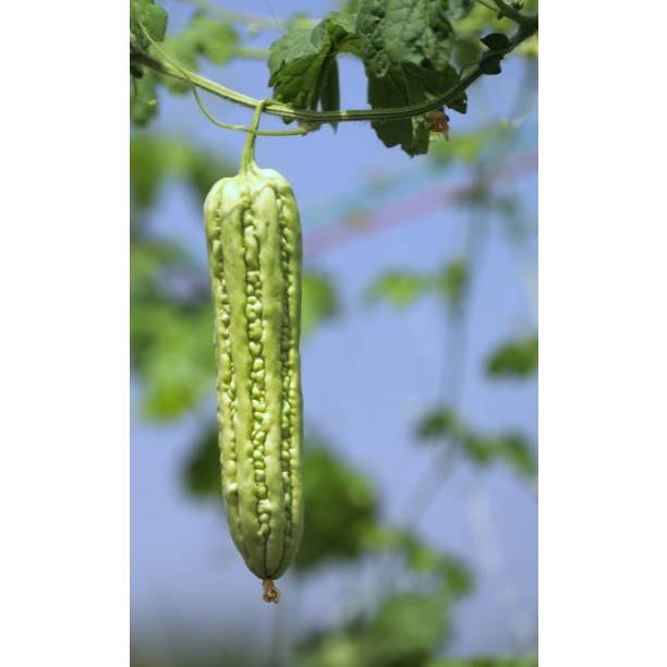 PAKET HEMAT BENIH PARE HYBRID