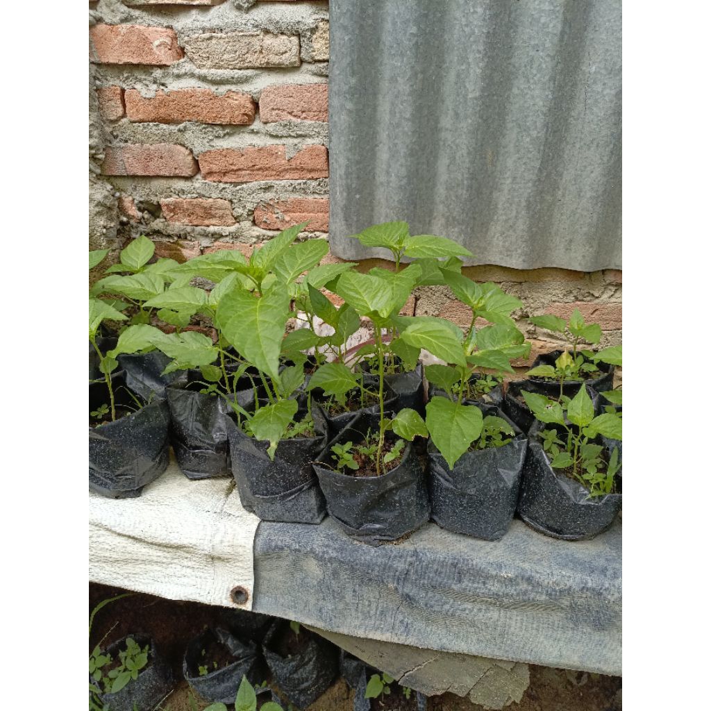 Bibit Cabe Rawit Geprek (harga untuk 2 bibit)