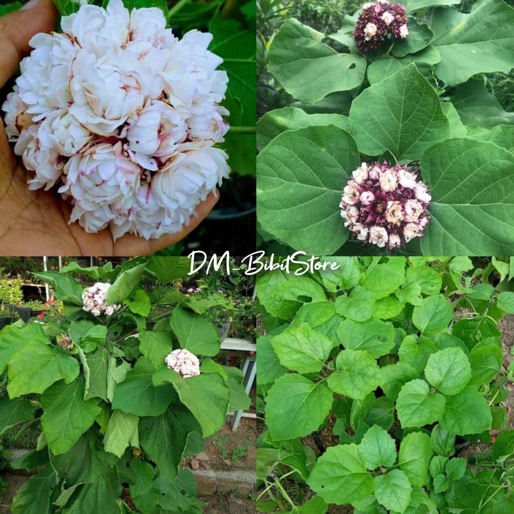 Bibit Bunga Menur Atau Melati Menur Super Wangi