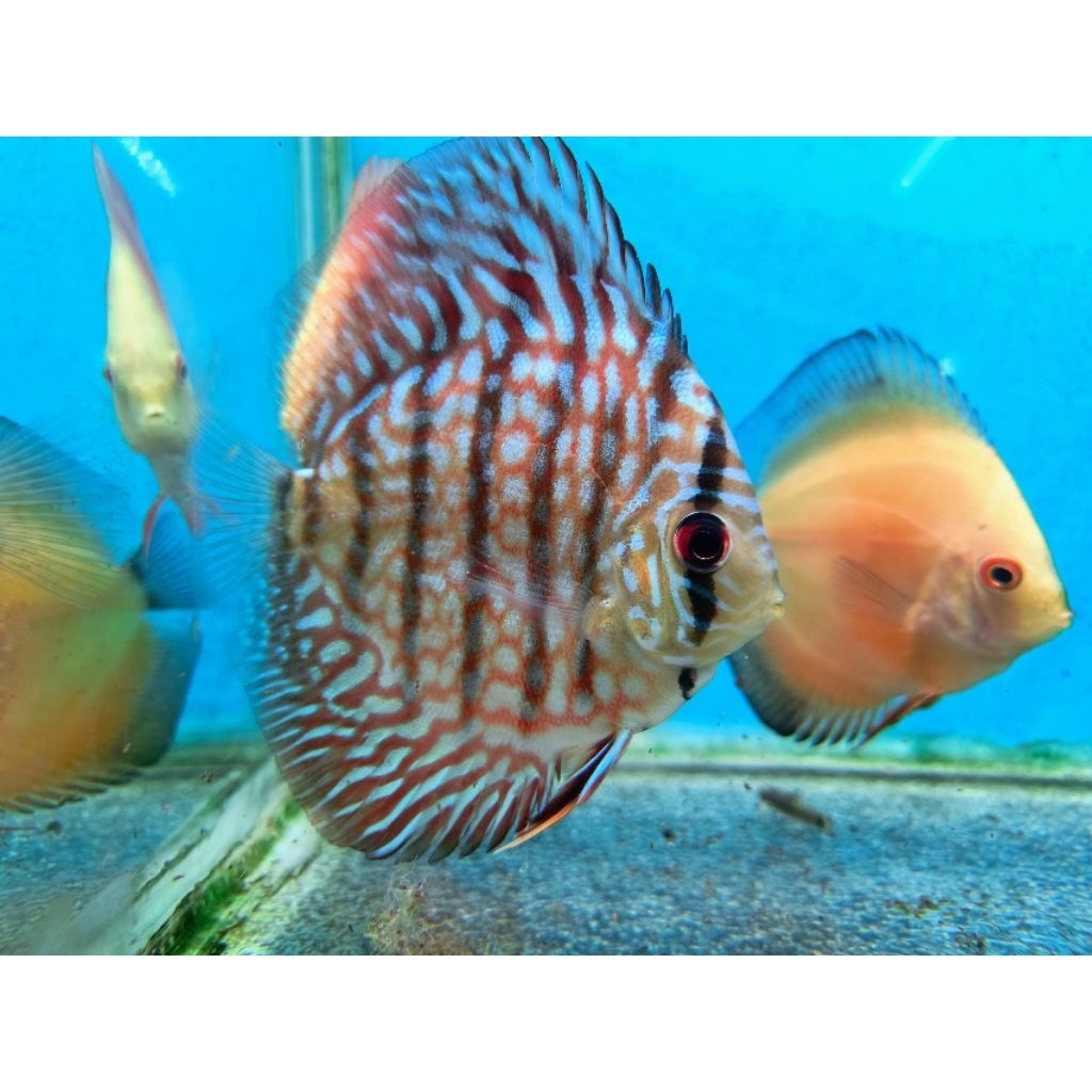 DISCUS BLUE TERQUIS
