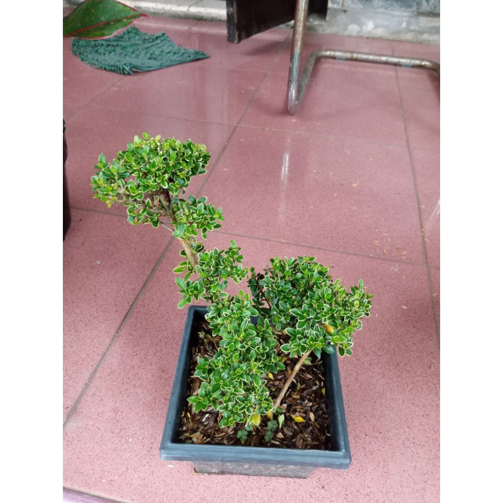 bonsai melati jepang