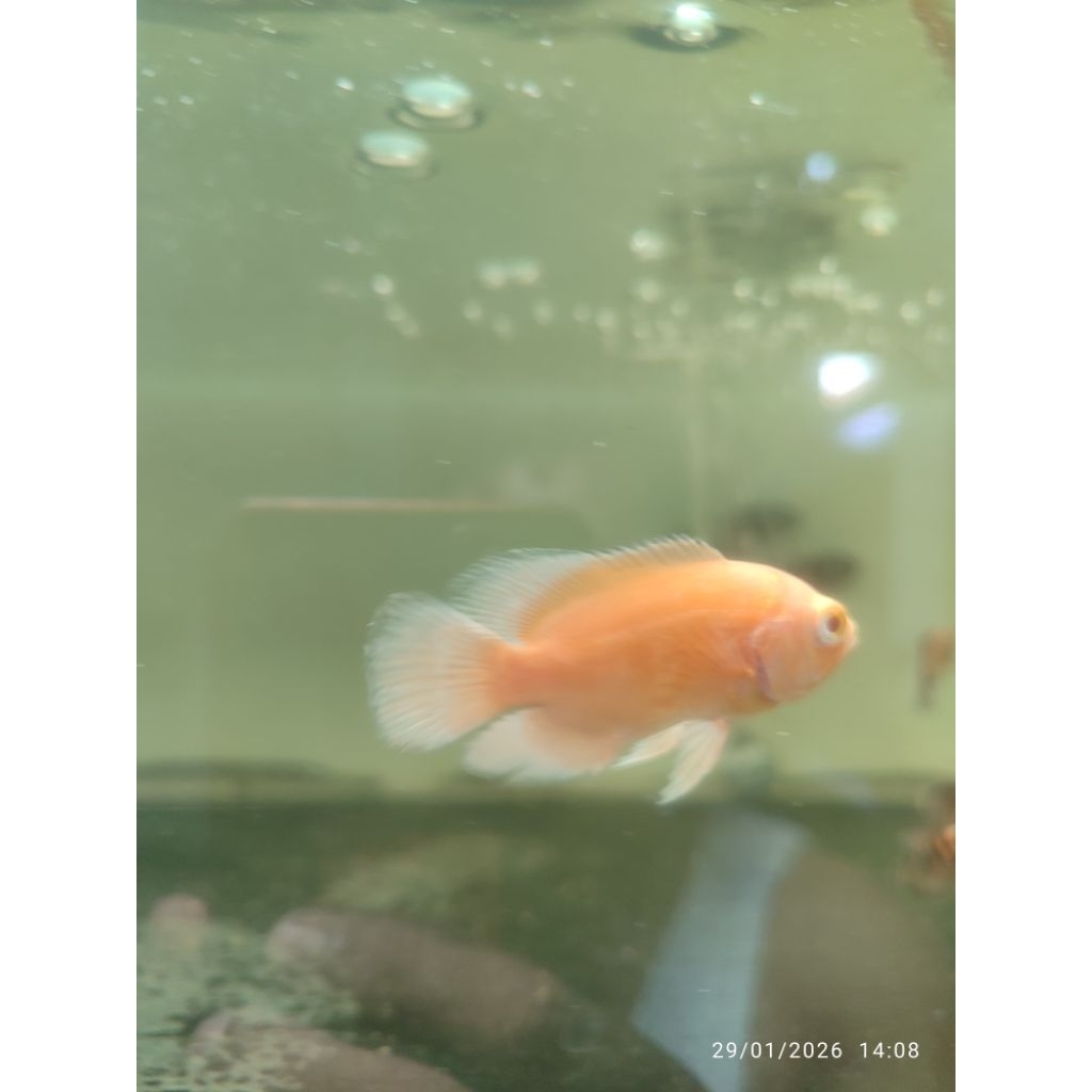 Mainan ikan oscar red chili 6-7 cm