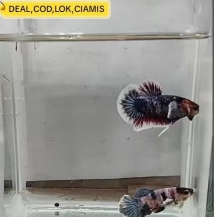 SATU PAIR PK/HMDE MULTI