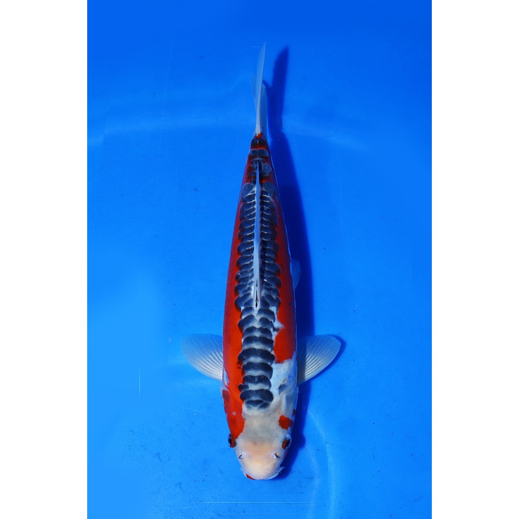 TKC Koi Import Shusui Kawakami Koi Farm Size 35 cm - Tropikal Koi