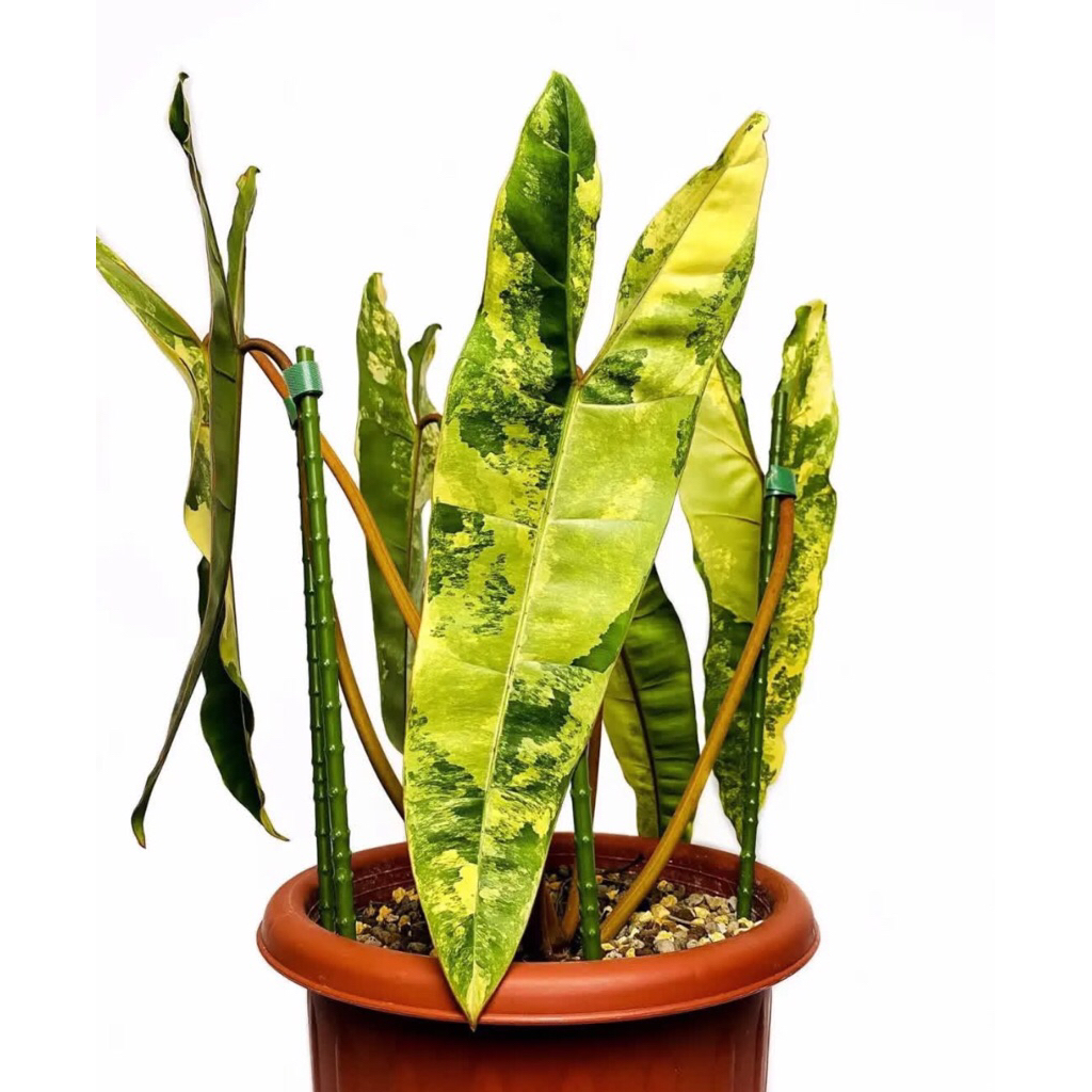 Philodendron kabel busi variegata - billietiae variegata