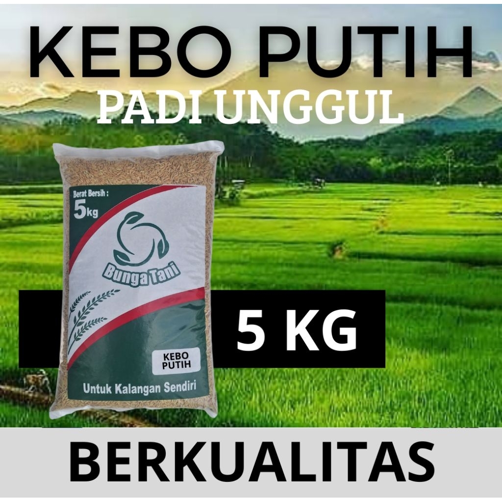 benih padi KEBO PUTIH kemasan 5kg