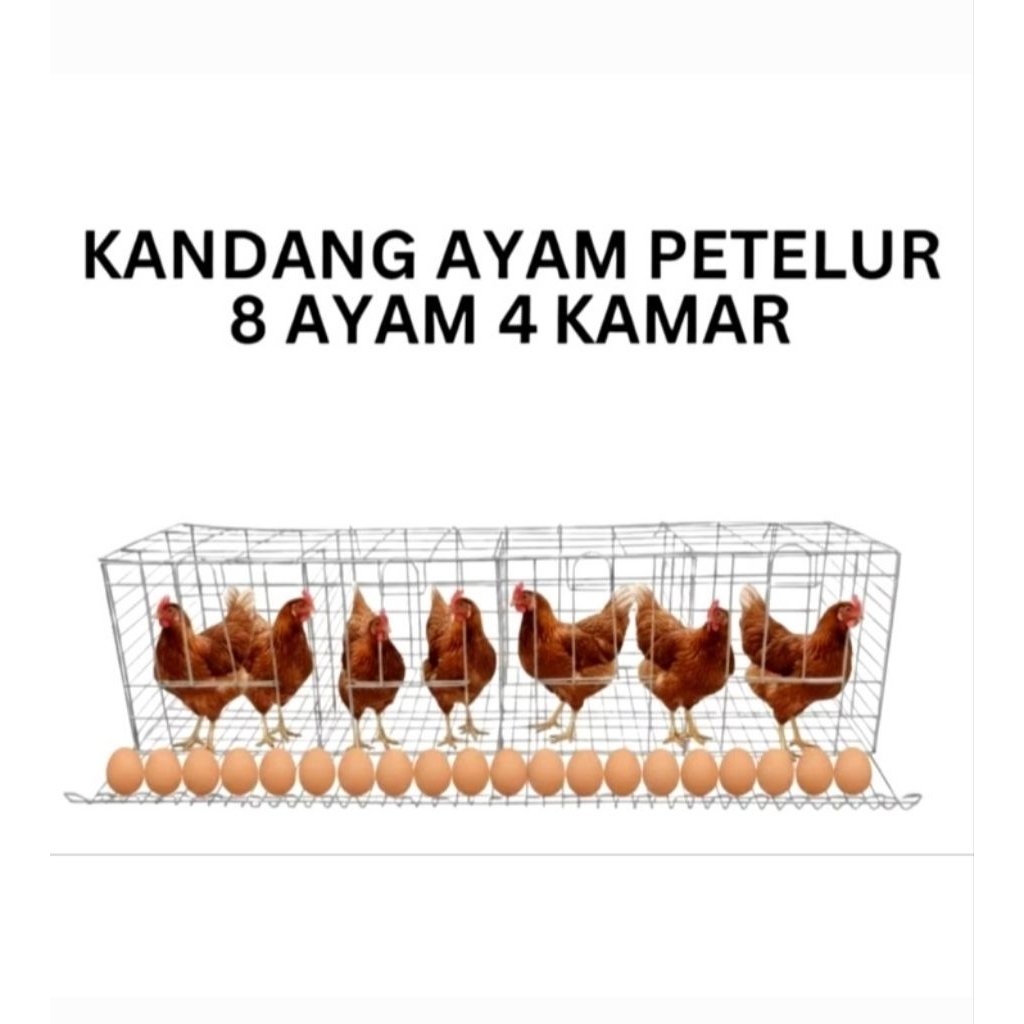 KANDANG / SANGKAR PETELUR AYAM, 4 PINTU 8 EKOR AYAM