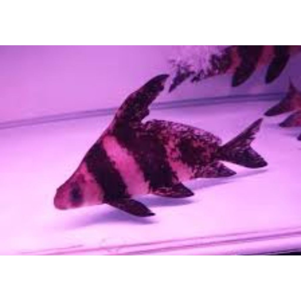 paket CHF jumbo 12-15cm bergaransi