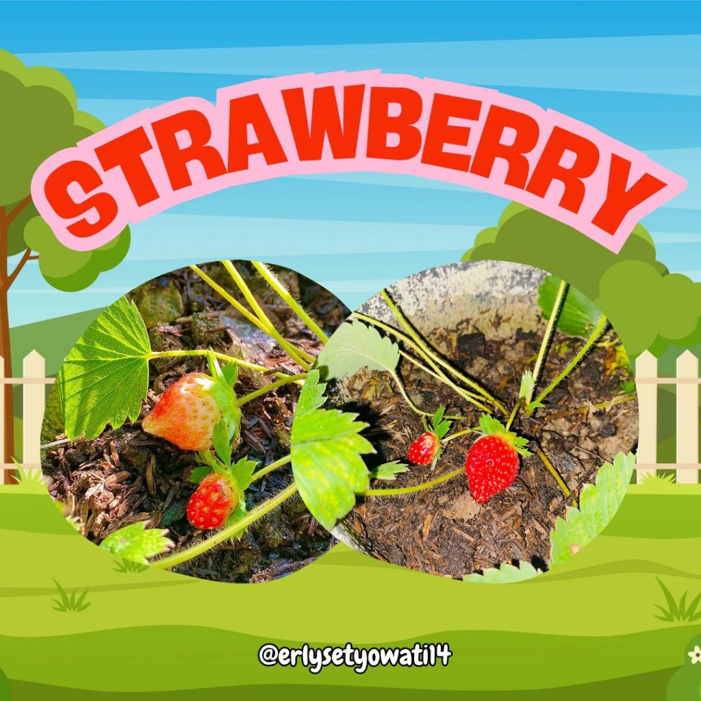 BIBIT STRAWBERRY DATARAN RENDAH