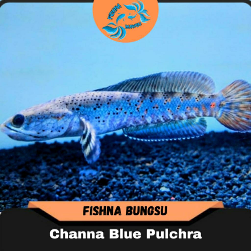 Ikan Hias Channa Blue Pulchra - Size 11 Cm