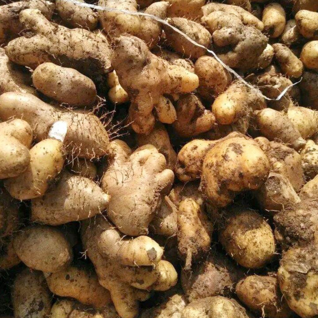 Gembili Ketan Jahe 1 Kilogram