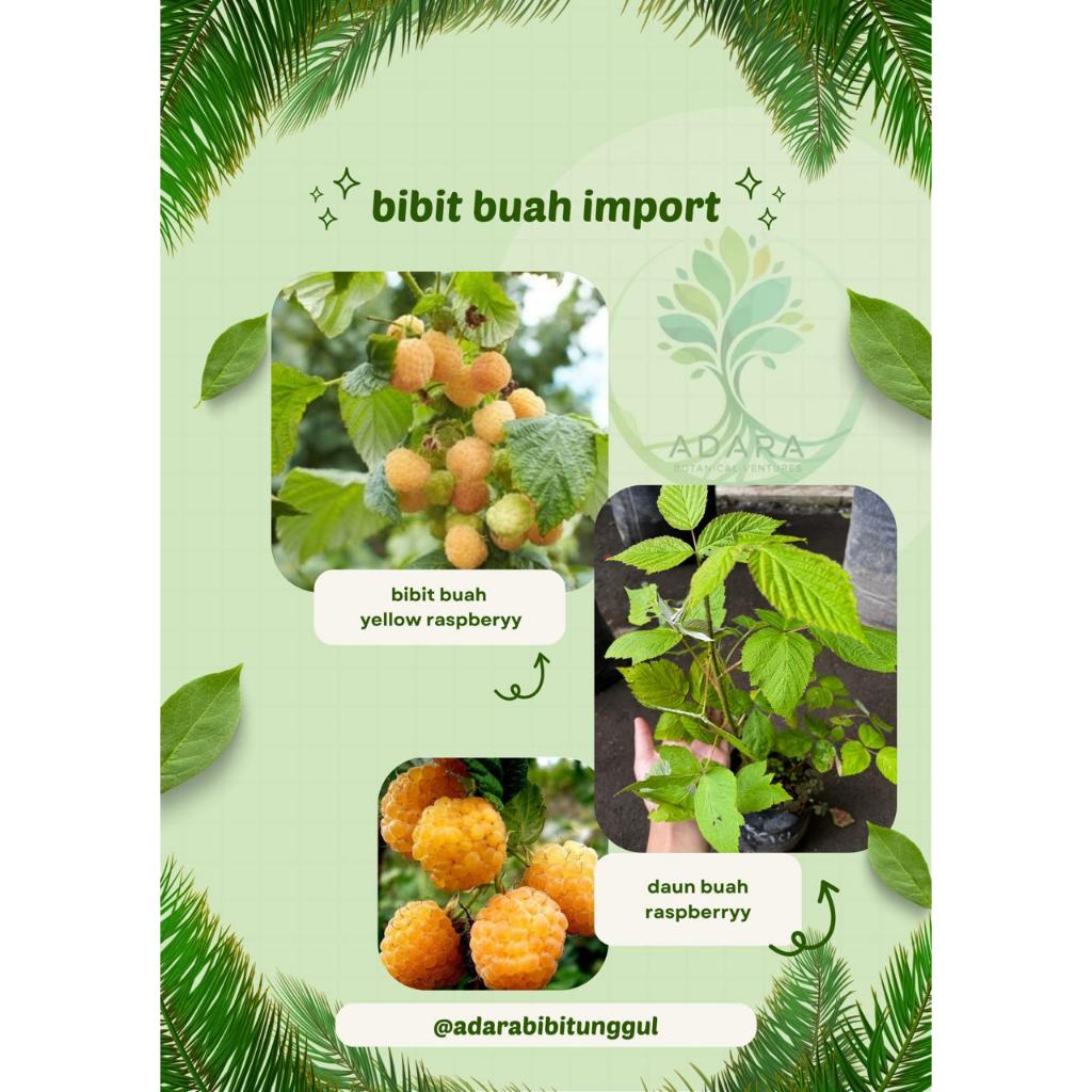 Bibit Buah Raspberry Kuning