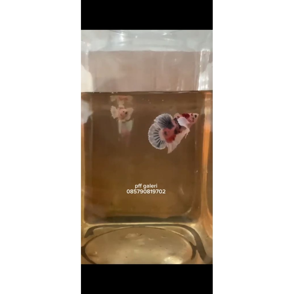 ikan cupang plakat multicolour dumbo ear, 1pasang (2ekor) 1jantan & 1 betina